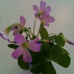 おはようございます