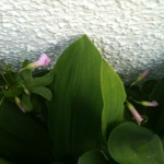 こんなお花を発見しました