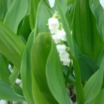 さらにニョキニョキ