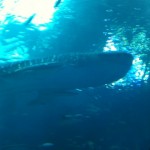 最近多いな・・・